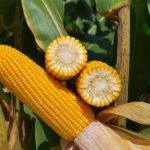 Cepea lança Panorama Pecuário 2025/2026 com análises detalhadas do setor brasileiro