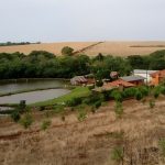 Mercado da soja segue pressionado: incertezas climáticas no Sul e queda do petróleo influenciam preços internos e em Chicago