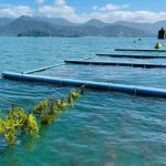 Especialista desmonta 5 mitos sobre o consumo de carne bovina e alerta para riscos da desinformação alimentar