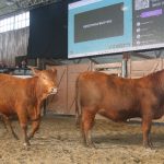 Bubalinocultura do RS cresce em mercado e organização técnica em 2025, aponta Ascribu