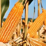 Tomate Nivus F1 se destaca pela alta produtividade e resistência em diferentes regiões do Brasil