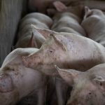 Café em 2026: mercado prevê pressão nos preços com expectativa de safra maior no Brasil