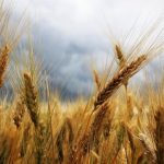 Bubalinocultura brasileira encerra 2025 com avanços técnicos, novas pesquisas e expansão de mercado