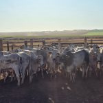 Brasil exportou R$ 1,88 trilhão, puxado pelo agronegócio que respondeu sozinho por 22%