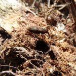 Gestão municipal posiciona Primavera do Leste no cenário global de negócios