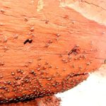 Mesmo em recesso, parlamentares articulam derrubada do veto que fragilizou orçamento