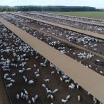 Vereadora Dona Maria dos Supercompras faz balanço positivo de 2025 e aponta desafios para 2026 em Primavera do Leste