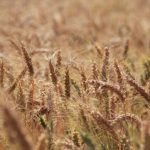 Conab publica calendário oficial para safras e mercado hortigranjeiro em 2026