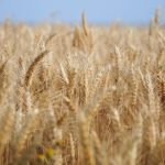 Produtores apostam em cultivares resistentes para recuperar a produção de kiwi no Rio Grande do Sul