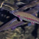 Agtech Calice expande atuação no Brasil e mira crescimento estratégico em 2026