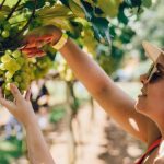 Illycaffè lança cápsulas Arabica Selection Cerrado Mineiro com café 100% de agricultura regenerativa