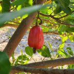 Câmara Municipal realiza sessão extraordinária e aprova licença do prefeito por 15 dias