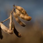 Inteligência Artificial e automação transformam o campo em 2025 e impulsionam a produtividade agrícola