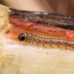 Prêmio Região do Cerrado Mineiro destina R$ 224,8 mil à educação em escolas públicas