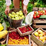 Setor da noz-pecã projeta safra recorde e expansão global em 2026