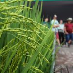 Desafios no Campo: Custos Operacionais e Juros Pressionam Rentabilidade na Safra 2024/25