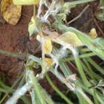 Certificações de lubrificantes garantem segurança e credibilidade na indústria de alimentos