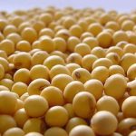 Pesquisa brasileira sobre leite de búfala ganha destaque em revista científica internacional