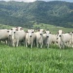 StoneX Brasil Anuncia Glauco Monte como Novo CEO e Projeta Expansão para 2026