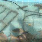 Açúcar enfrenta volatilidade global: superoferta, desafios climáticos e exportações brasileiras marcam 2025 e moldam 2026