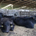 Secretaria Municipal de Educação inicia manutenção preventiva da frota escolar para o retorno às aulas