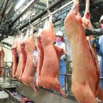 Preço da arroba do boi reage no início de 2026, enquanto exportações batem recorde histórico em 2025