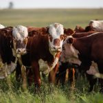 Carne suína perde força no início de 2026: consumo menor e preços em leve queda marcam o setor