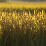 China impõe salvaguardas e deve redefinir o mercado global de carne bovina em 2026