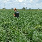 Exportações de ovos batem recorde histórico em 2025 e crescem mais de 120% no Brasil