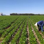 “Harmonização à Brasileira”: novo conceito une vinhos e gastronomia nacional