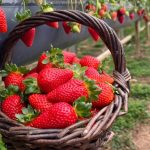 Nota fiscal eletrônica já é obrigatória a todos os produtores rurais