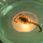 Mato Grosso registra 3.860 acidentes com animais peçonhentos; SES alerta população