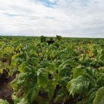 Campos sintéticos e espaços modernos reforçam Primavera do Leste como referência esportiva