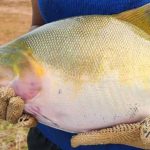 Bope aumenta apreensões de drogas em 60,9% e causa prejuízo de mais de R$ 54,7 milhões ao crime em 2025