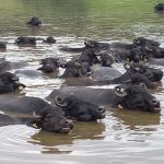 Mercado de trigo encerra 2025 com negociações lentas no Sul do Brasil