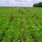 Vigilância Ambiental reforça alerta contra dengue, zika e chikungunya neste período chuvoso em Primavera do Leste