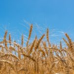 JBS investe R$ 140 milhões na Biopower e projeta produção recorde de biodiesel em 2025