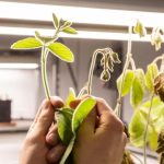 51ª Expocitros 2026 projeta inovação, sustentabilidade e avanços estratégicos na citricultura brasileira