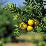 Reforma Tributária acende alerta no agronegócio: produtores devem revisar créditos de ICMS para evitar perdas em 2026