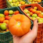 FACTA encerra 2025 com mais de dois mil participantes e amplia atuação para suinocultura e aquicultura