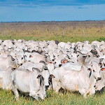 GAP da Polícia Militar prende suspeito por tráfico de drogas na região central