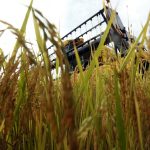 Serviços de conservação garantem segurança e trafegabilidade na MT-130