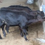 Cadeia do arroz em Santa Catarina deve enfrentar novo ano de desafios antes da recuperação