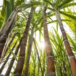 Estudo inédito analisa nutrição de tabaco irrigado na Bahia e contribui para manejo agrícola avançado