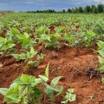 Nova corrida por terras: fundos e sucessão aceleram transformação do mercado agrícola no Brasil