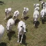 Defesa Civil orienta moradores de Rondonópolis a se cadastrarem para receber avisos por SMS