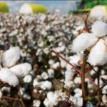 Primavera busca empate nos acréscimos e soma ponto importante no Cerradão