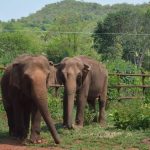 Mato Grosso registra maior volume da história nas exportações de carne bovina