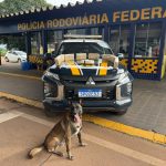 PRF prende mulher com quase 9 kg de skunk em ônibus na BR-364 em Rondonópolis