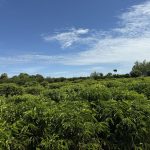 Batalhão Ambiental da PM fecha garimpo irregular no interior de MT